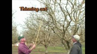 Pistachio Pruning  The Mature Tree part 1 of 3 [upl. by Gerbold]