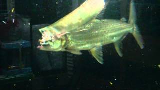 Goliath tiger fish eat silver arowana [upl. by Kiefer]