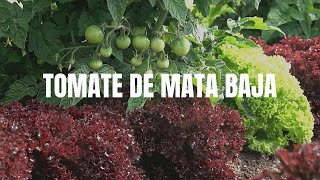 TOMATE DE MATA BAJA  Siembra Almácigo Repicado y Plantación [upl. by Onibag]