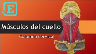 Músculos del cuello Columna cervical [upl. by Dragone]