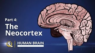 Neocortex  Human Brain Series  Part 4 [upl. by Gurney982]