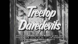 quot TREETOP DAREDEVILS quot 1950s LUMBERJACK amp LUMBER INDUSTRY FILM 55174 [upl. by Anifled]