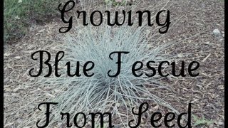 Growing Blue Fescue From Seed [upl. by Mariann]