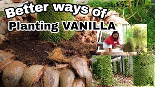 Vanilla Planifolia planting in Philippines  How to plant Vanilla Orchid [upl. by Zuliram143]