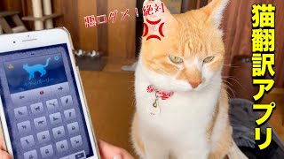 人猫語翻訳アプリで猫と会話｜How do you react when you talk to a cat with a humancat language translation app [upl. by Soloma800]