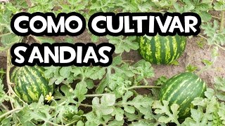 Como cultivar Sandías  Muy Facil [upl. by Stover]