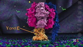 ATP synthase in action [upl. by Carmon]