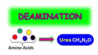 DEAMINATION MADE EASY [upl. by Ellenuahs]