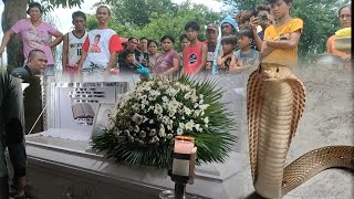 Ginang Natuklaw ng COBRA sa Malasiqui Pangasinan [upl. by Kiraa317]