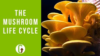 The Life Cycle Of Mushrooms Including Timelapse Footage  GroCycle [upl. by Addam919]