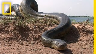 5 Grown Men Vs 1 Big Snake  National Geographic [upl. by Marylou930]