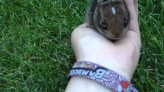 Wild cottontail Bunny being friendly [upl. by Derr]