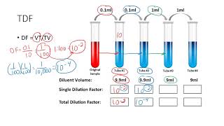 Determining the Total Dilution Factor [upl. by Nevin352]