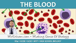 Blood  GCSE Biology 91 [upl. by Ellenuahs]