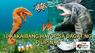 10 Kakaibang Hayop sa Dagat ng Pilipinas  10 Strangest and weirdest sea animals in the Philippines [upl. by Keener721]