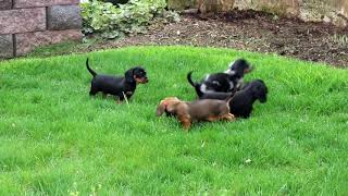 Mini Dachshund Puppies for Sale [upl. by Phonsa]