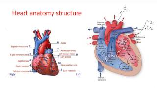 Cardiac anatomy lecture [upl. by Robinia906]