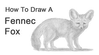 How to Draw a Fennec Fox [upl. by Heindrick286]