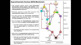 LightDark Mechanism of the Suprachiasmatic Nucleus [upl. by Vastha]