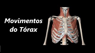 Movimentos do Tórax em 3D [upl. by Aihcats839]