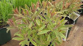 Euphorbia Ascot Rainbow Spurge  Very USEFUL perennial with UNIQUE foliage and flowers [upl. by Revell709]