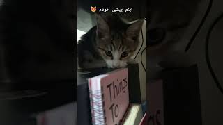 نویسنده کتب شیرین میویی 😂😻 حیواناتوحشی حیوانات گربهخانگی catciute 🐾😺 [upl. by Hanahsuar]