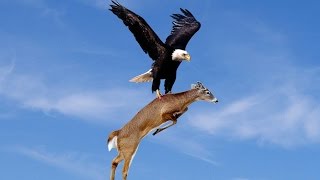 WoW Amazing Eagles Hunting [upl. by Ayad]