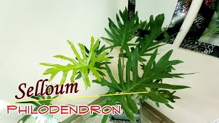 Up close and Personal with Philodendron Selloum [upl. by Enale]