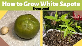 How to Grow White Sapote from Seed [upl. by Onivag]