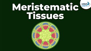 What are Meristematic Tissues  Infinity Learn [upl. by Nesaj]