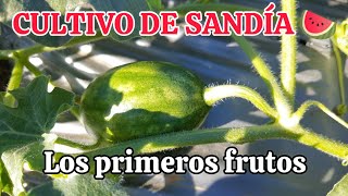 45 DDT  CULTIVO DE SANDÍA  FLORACIÓN Y PRIMEROS FRUTOS [upl. by Einalem]