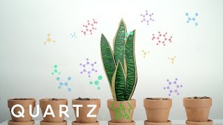 A NASA study explains how to purify air with house plants [upl. by Enelaj]