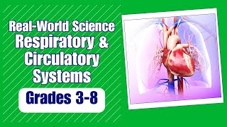 All About the Respiratory amp Circulatory System [upl. by Ellata]