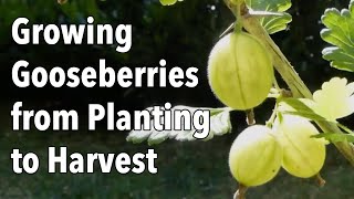 Growing Gooseberries from Planting to Harvest [upl. by Eicram]