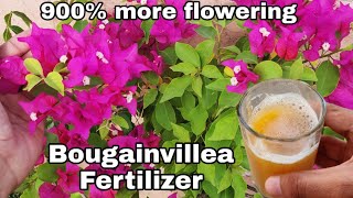 Use this for Bougainvillea flowering tips Get maximum flowers on Bougainville [upl. by Hecklau961]