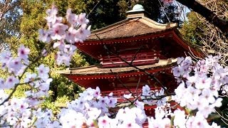 Zen Garden  Cherry Blossoms Mindfulness Relaxation amp Meditation  50 minutes [upl. by Nowyt]