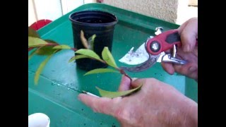 How to grow🌳Photinia from cuttings and other bushes DIY [upl. by Mallon]