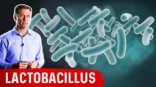 The Benefits of Lactobacillus a Friendly Microbe [upl. by Nellac]