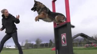 Obedience IPO Trained Versatility German Shepherd [upl. by Humfried]