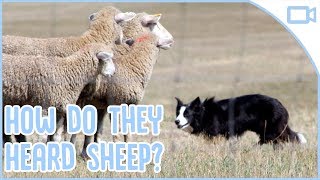 How Do Sheepdogs Herd Sheep [upl. by Mabelle]