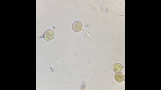 pollen grain germination 👍How do germinate Lets have a look [upl. by Halda974]