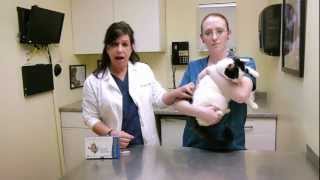 How to apply topical medication to a cats skin [upl. by Lindeberg]