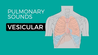 01  Normal Lung Sounds  Vesicular breath sounds [upl. by Jennee]