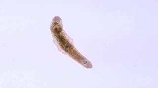 In A Minute Science Planaria [upl. by Oric]