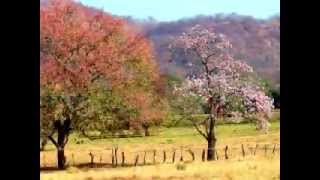 Pampa Folklore de Costa Rica [upl. by Acenahs]