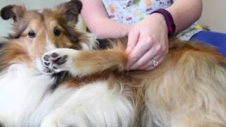 How to Stretch Your Dog [upl. by Notluf]