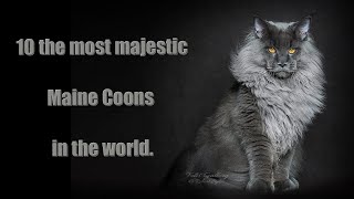 10 the most majestic cats in the world [upl. by Gimpel]