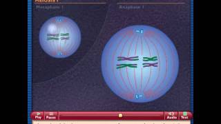 How Meiosis Works [upl. by Marisa]