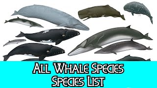 All Whale Species  Species List [upl. by Notnats]