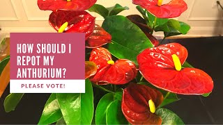 How Should I Repot My Anthurium Please Vote [upl. by Blim199]